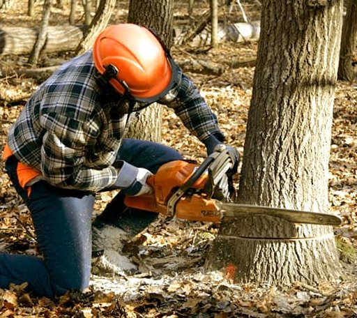 Tree Removal in Finley, ND